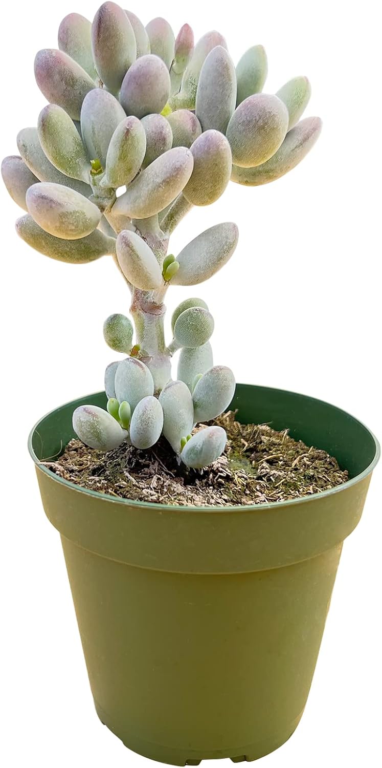 Sprout N Green Cotyledon Orbiculata cv., Rare Live Succulent Plant Fully Rooted in 4" Planter with Soil, Home Office Indoor Outdoor Wedding Decoration DIY Projects Party Favor