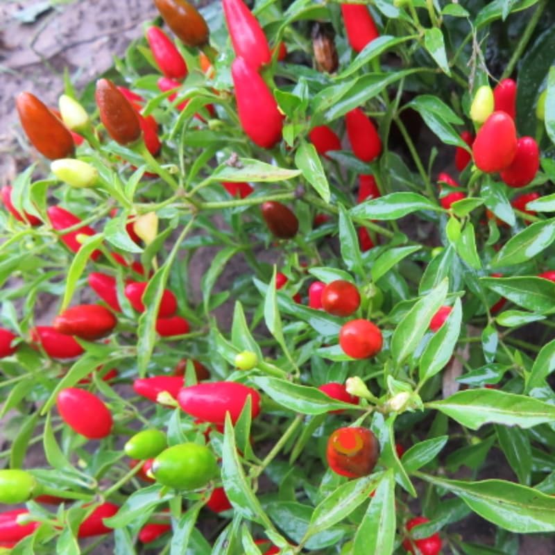 Pack 4 Pepper Plants Live, 80 Days Old Live Pepper Green for Growing, Chili Peppers for Planting, 5 to 9 Inc Tall (Chiltepin)