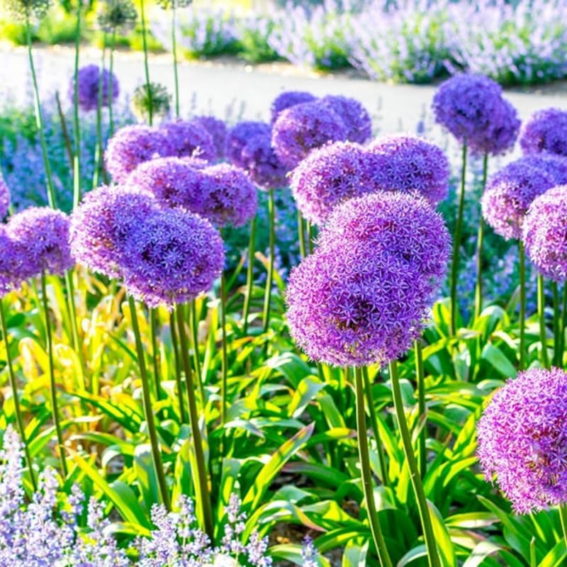 1 Pound Garlic for Planting in Fall Hardneck, 8 White Garlic Bulbs for Planting, Fresh and High Yield Bulb Variety Pack, Hardy and Fast Growing