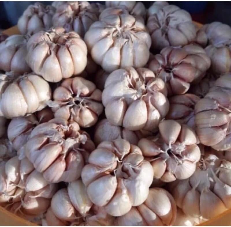 1 Pound Garlic for Planting in Fall Hardneck, 8 Large Garlic Bulbs for Planting, Fresh and High Yield Bulb Variety Pack, Hardy and Fast Growing