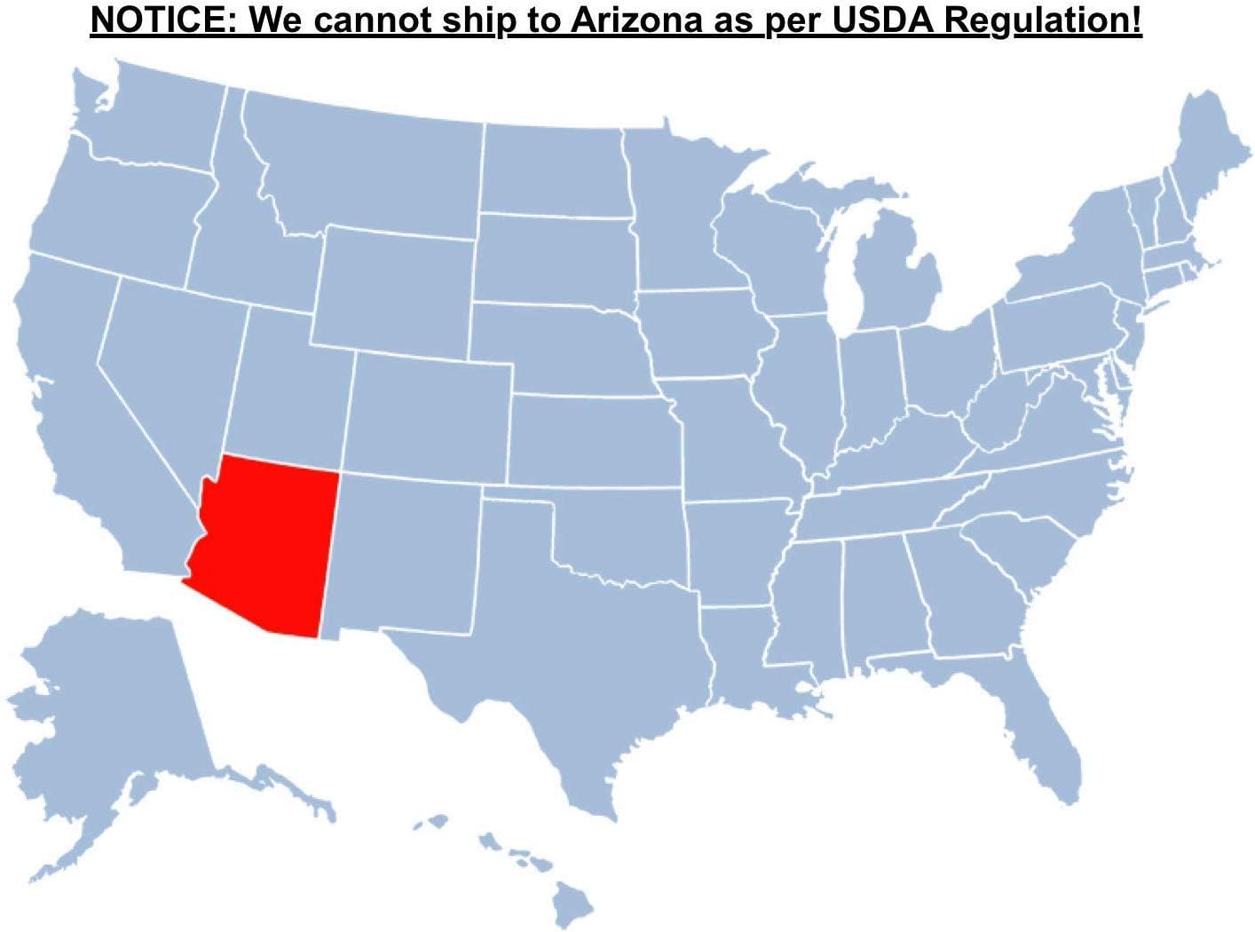 Brighter Blooms - Cold Hardy Avocado Tree, 5-6 ft. - No Shipping to AK, AZ, HI, OR