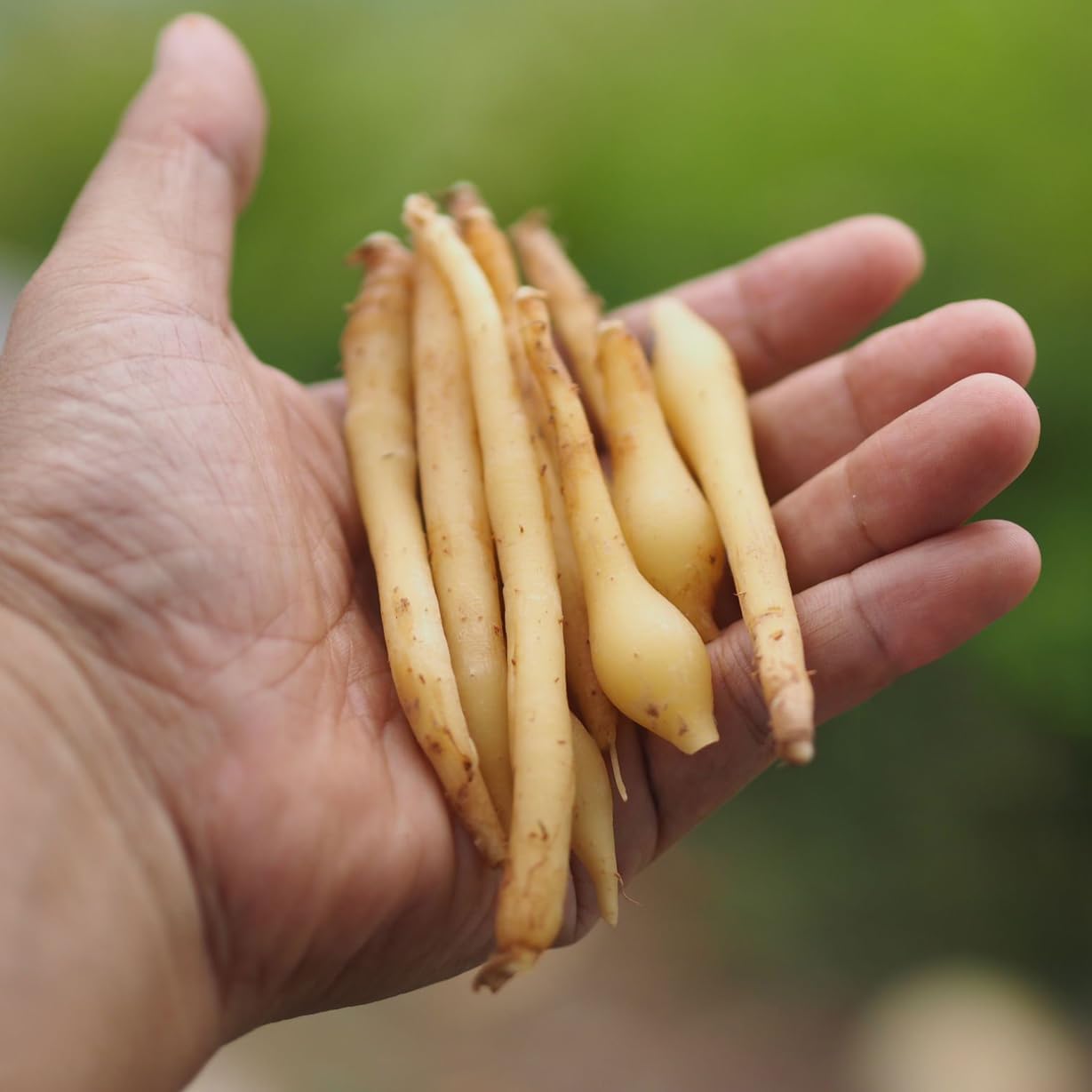 Boesenbergia Chinese Keys (4 Pack) Finger Root/Krachai Ginger Edible Plant Live for Planting| Easy to Grow Plants | Grow Your own Food on Your Edible Organic Garden| Live Ginger for Sale |