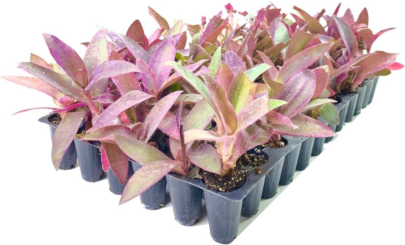 Purple Queen Tradescantia Setcresea I 20 Live Plants I Spiderwort | Lush Magenta Foliage for Striking Garden Contrast, Ideal for Ground Cover, Borders, & Containers