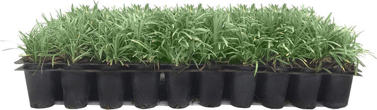 Dwarf Mondo Grass | 20 Live Plants | Japonicus Nanus | Shade Loving Evergreen Lilyturf Groundcover
