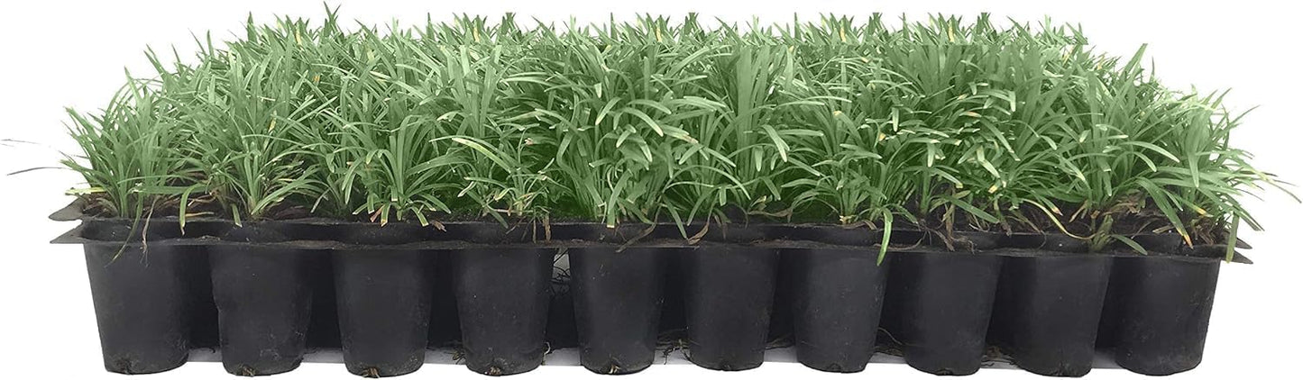 Dwarf Mondo Grass | 30 Live Plants | Japonicus Nanus | Shade Loving Evergreen Lilyturf Groundcover