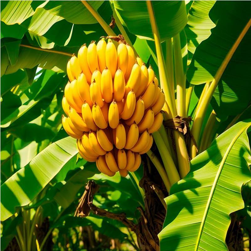 Banana Tree Dwarf Cavendish (4 Pack) Live Banana Plant for Sale | Easy to Grow Plants | Edible Fruit Plant. | Grow Your own Food on Your Edible Organic Garden|Live for Planting|