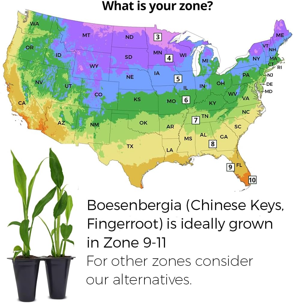 Boesenbergia Chinese Keys (4 Pack) Finger Root/Krachai Ginger Edible Plant Live for Planting| Easy to Grow Plants | Grow Your own Food on Your Edible Organic Garden| Live Ginger for Sale |