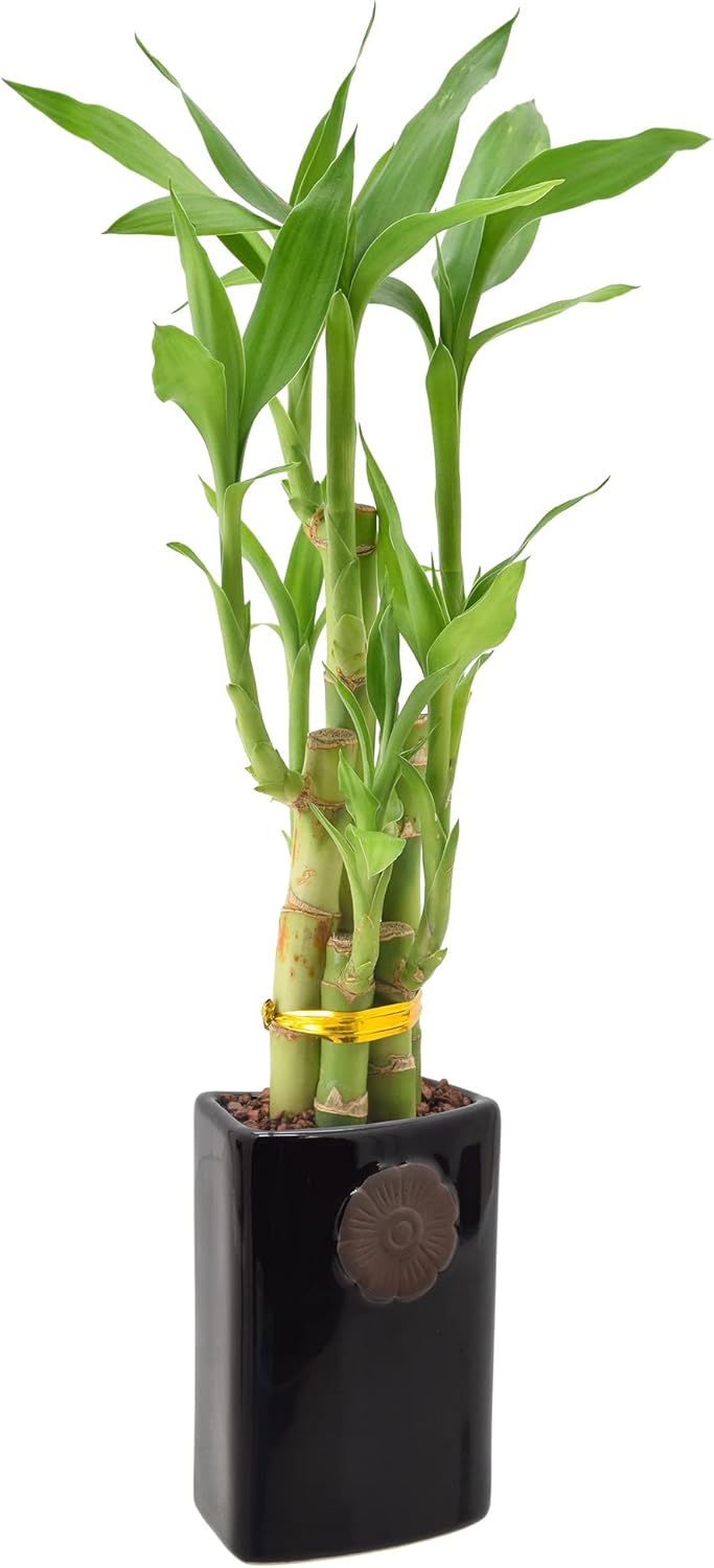 5-Stem Lucky Bamboo, Live Indoor Plant in Contour II Ceramic Planter for Home, Work, or Gift, Black ***Cannot Ship to Hawaii***
