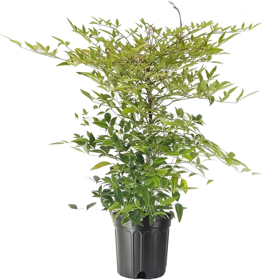 Heavenly Bamboo - Nandina Domestica - 2 Live Gallon Size Plants - Beautiful & Colorful Low Maintenance Foliage