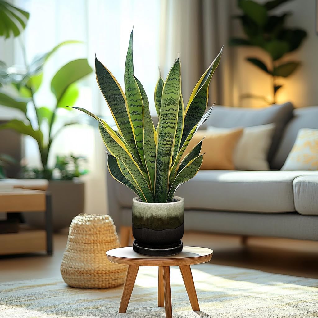 Oairse Ceramic Pot for Plants - 5.5 inch Small Planter with Drainage Hole and Saucers - Gradient Black Outdoor Indoor Flower Pot for Succulent, Cactus, Snake Plant, Herb