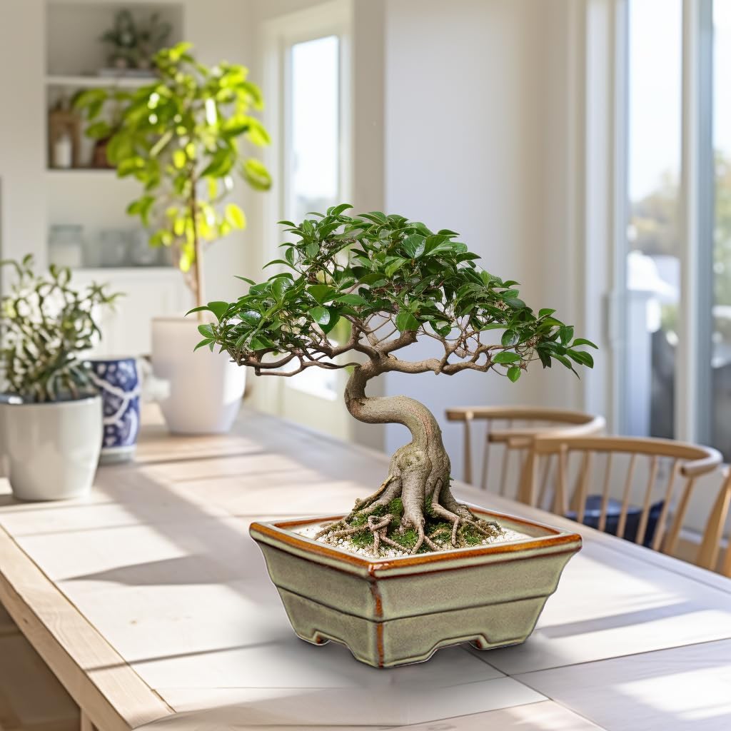 Ceramic Bonsai Pots with Drainage Hole, Set of 2 Rectangular Glazed Bonsai Planters for Indoor/Outdoor Use, Shallow Brown Bonzai Tree Pots for Succulent, Orchids, Cacti, Home, Patio, Garden, 6.3"x4.9"