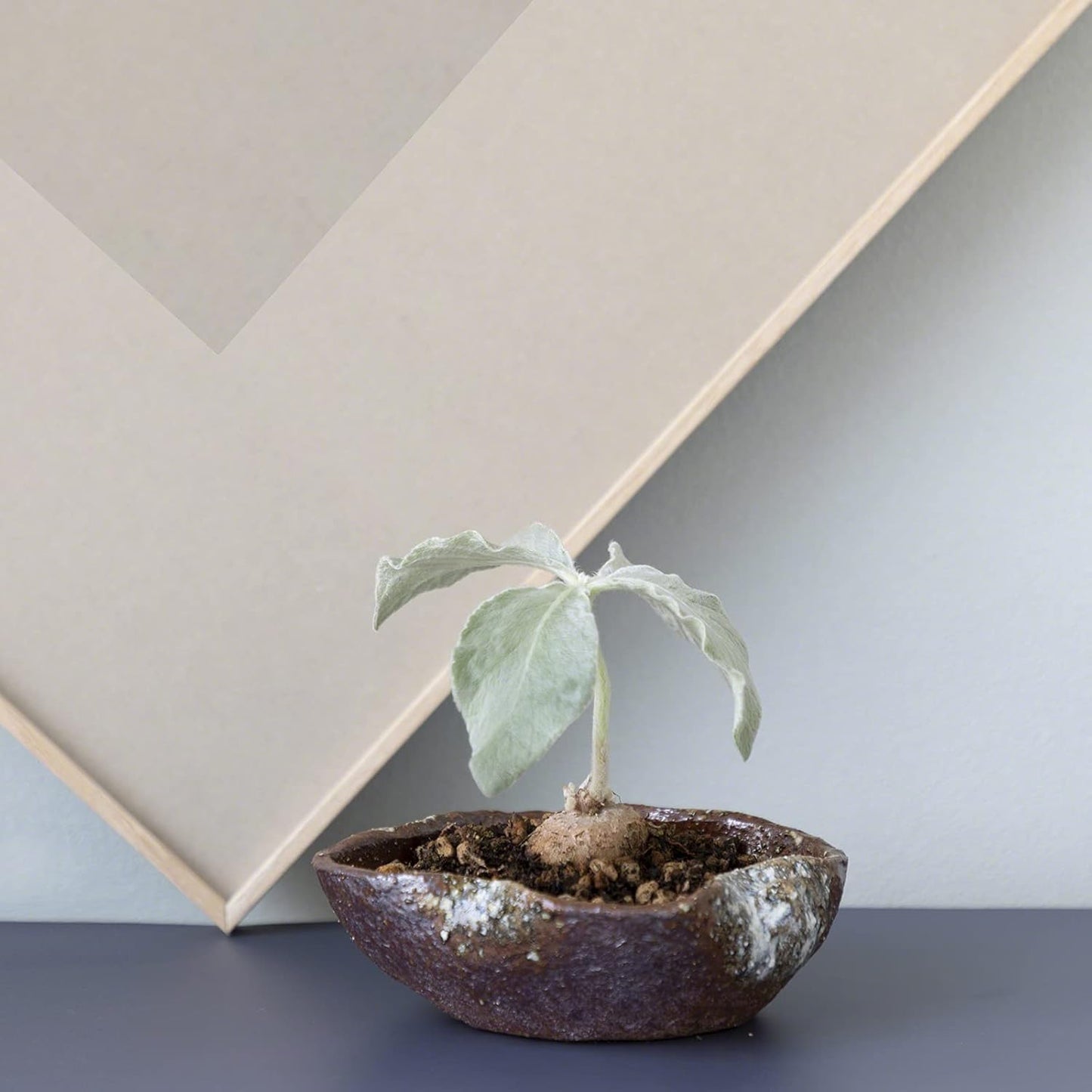 Wazakura Shigaraki Series Handmade Leaf Shaped Ceramic Bonsai Pot with Drainage Hole, 5.9 in (150 mm) Made in Japan, Garden Training Container, Flower Planter, Succulent Bowl - Red Brown