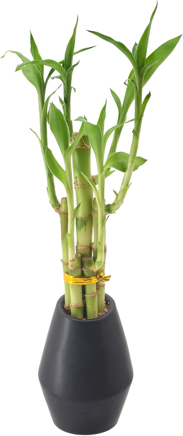 5-Stem Lucky Bamboo, Live Indoor Plant in Dimension II Ceramic Planter for Home, Work, or Gift, Black ***Cannot Ship to Hawaii***