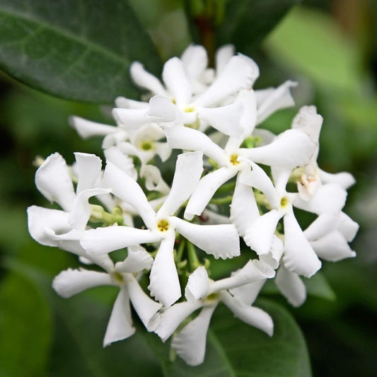 Jasmine Plants Live, Arabian Jasmine Plant Indoor, Fragrant Jasmines Flowers 4 to 7 Inch (Star)