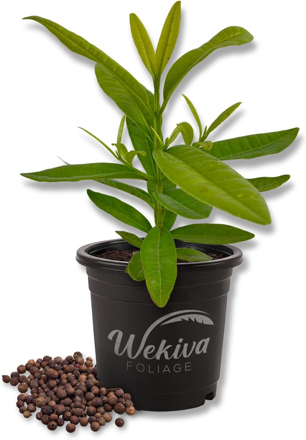 Allspice Tree - Live Plant in a 4 Inch Growers Pot - Pimenta Dioica - Beautiful Fragrant Spice Producing Tree for Patio and Garden