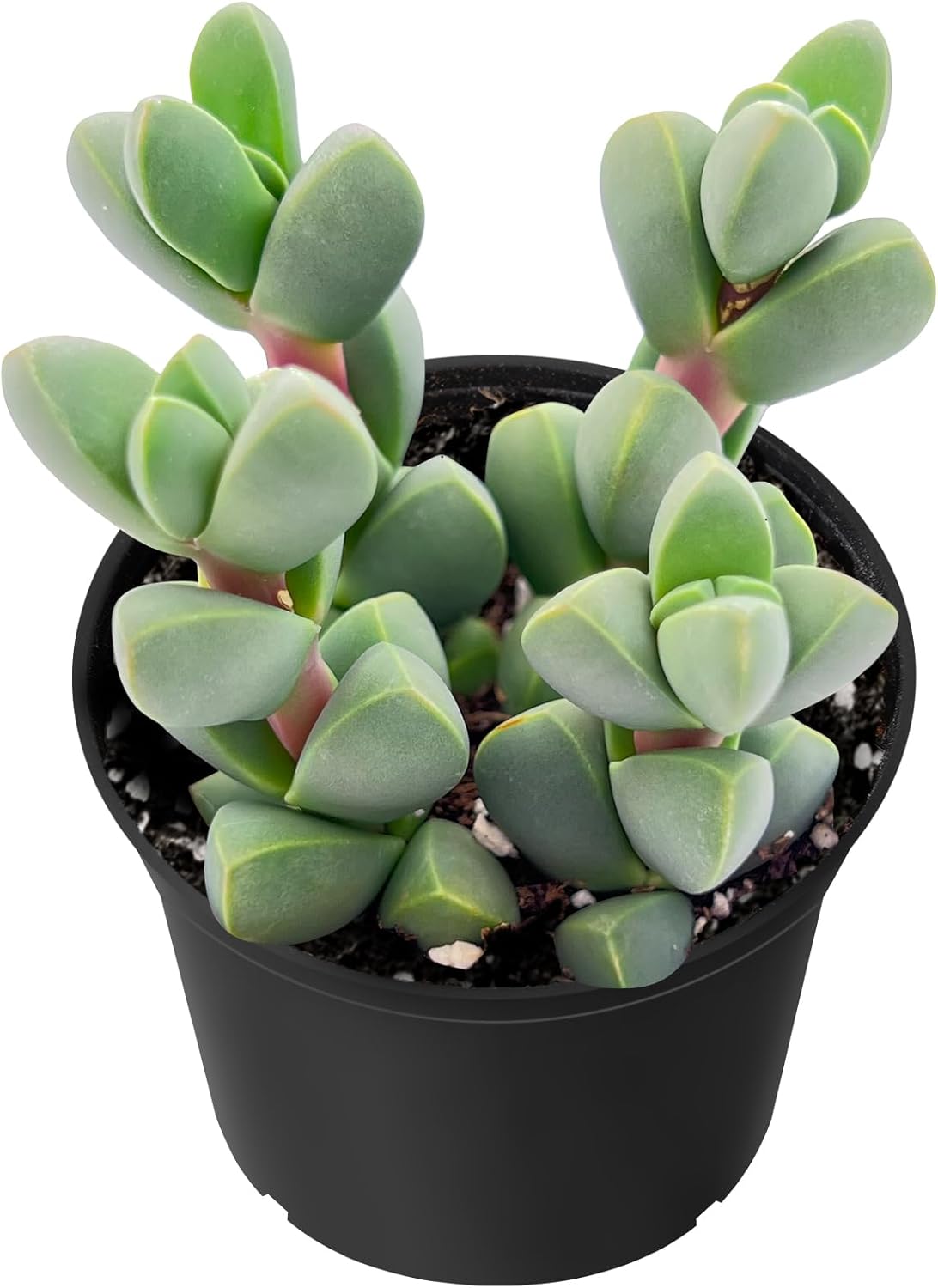 Sprout N Green Ice Plant | Corpuscularia lehmannii, Live Succulent Fully Rooted in 2 inch Starter Pot, House Plant for Indoor Outdoor Home Office Wedding Decoration Party Favor