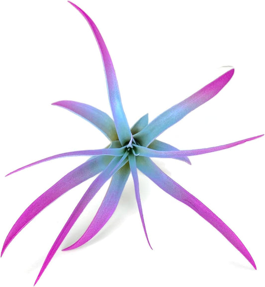 Colored Capitata Air Plant, Tillandsia, Airplant, Air Purification, House Plant, Home Decor & Gift, Live Plant (Rainbow #2)