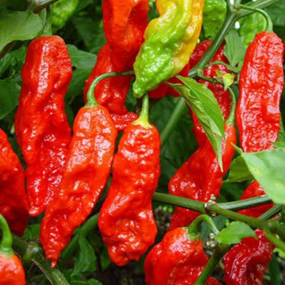 Pack 4 Pepper Plants Live, 80 Days Old Live Pepper Green for Growing, Chili Peppers for Planting, 5 to 9 Inc Tall (Bhut Jolokia Ghost)