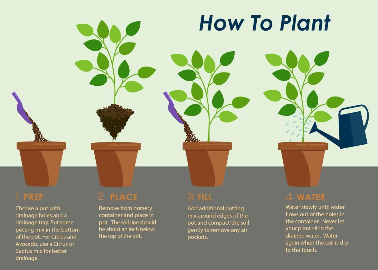 Brighter Blooms - Nules Clementine Tree, 3-4 Feet - Live Fruit Plant - No Shipping to AL, AZ, CA, FL, GA, LA, OR, TX, MS