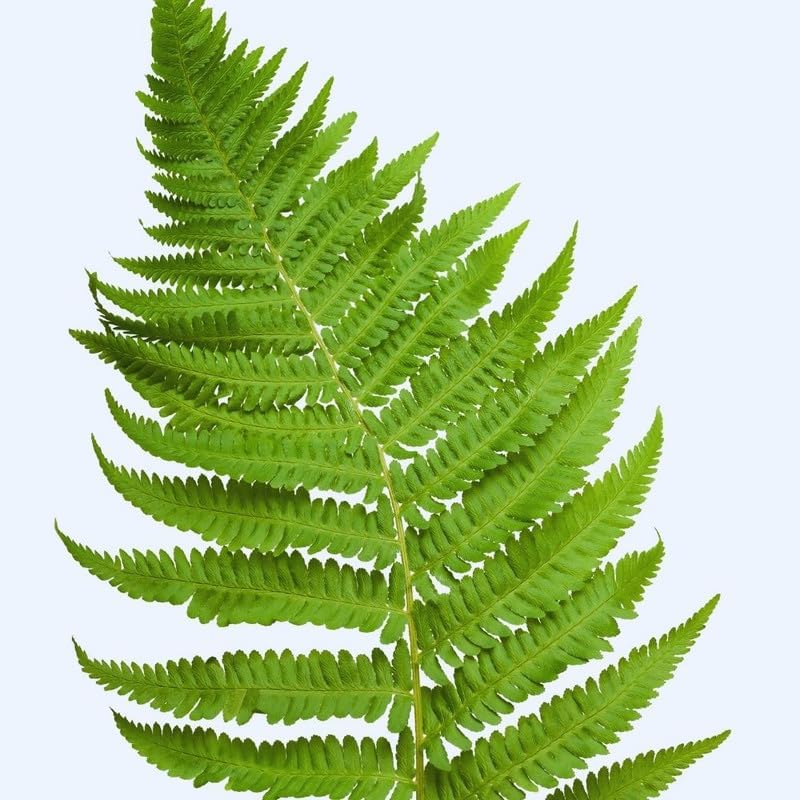 10 Lady Ferns Bare Roots, Ferns Live Plants Outdoor Indoor Planting, 4 to 6 Inc Tall Bare Roots