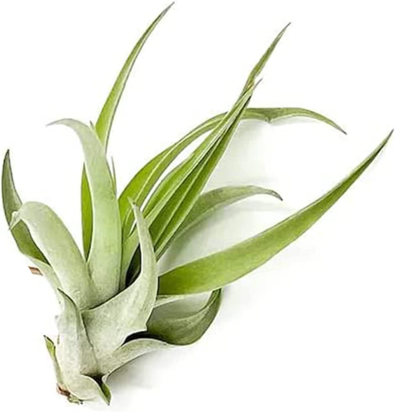 Air Plants - Tillandsia Capitata (Peach), Large 5-7” - 5 ct - Live Arrival Guaranteed - House Plants for Home Decor & Gift