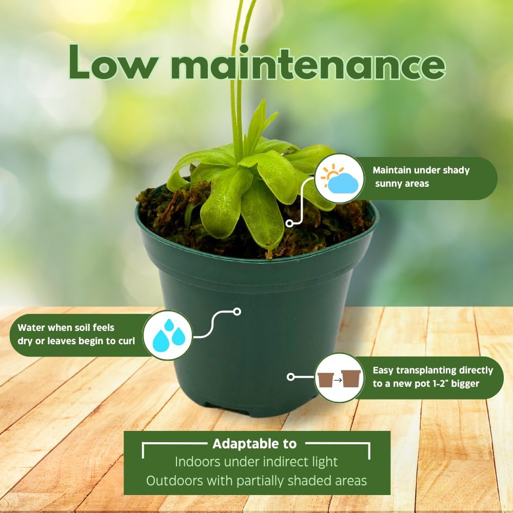 BubbleBlooms Carnivorous Assortment in 3 inch Pots Set of 3