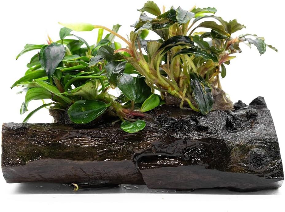 Live Aquarium Plants on Driftwood, Lava Rock, Moss Mat - Freshwater Fish Tank Plants (Bucephalandra Mix, Driftwood (Medium))