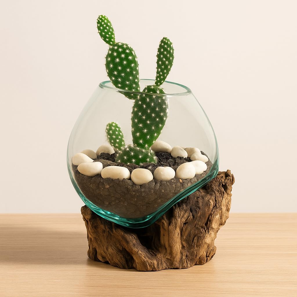 Cape Craftsmen 7" H Hand-Blown Blue Tinted Bubble Glass On Natural Teak Driftwood Terrarium | Home Décor Indoor Planter with Stand | Pot for Succulent and Plants