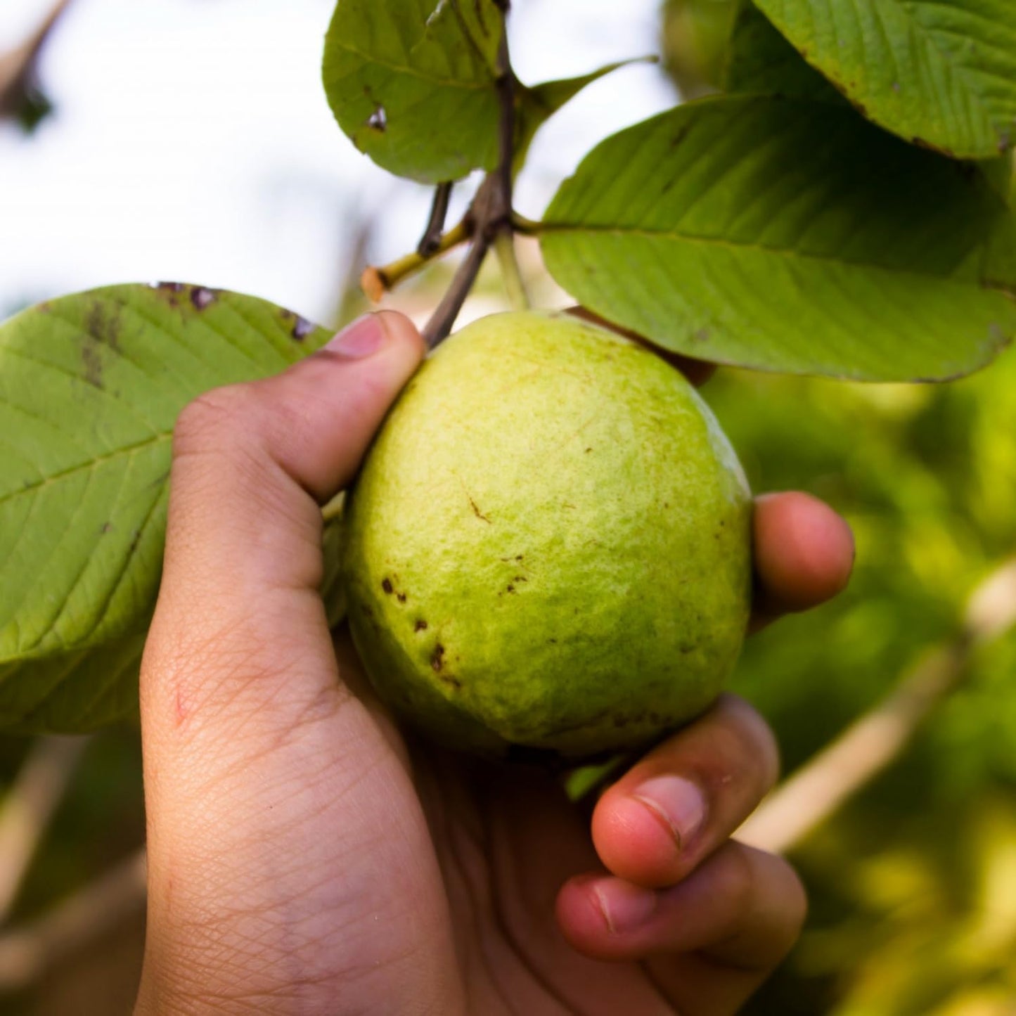 Guava Tree Live Plant, Pink Guava Trees, Guava Fruit Tree for Planting Indoor Outdoor Garden, 5 to 9 Inches Tall