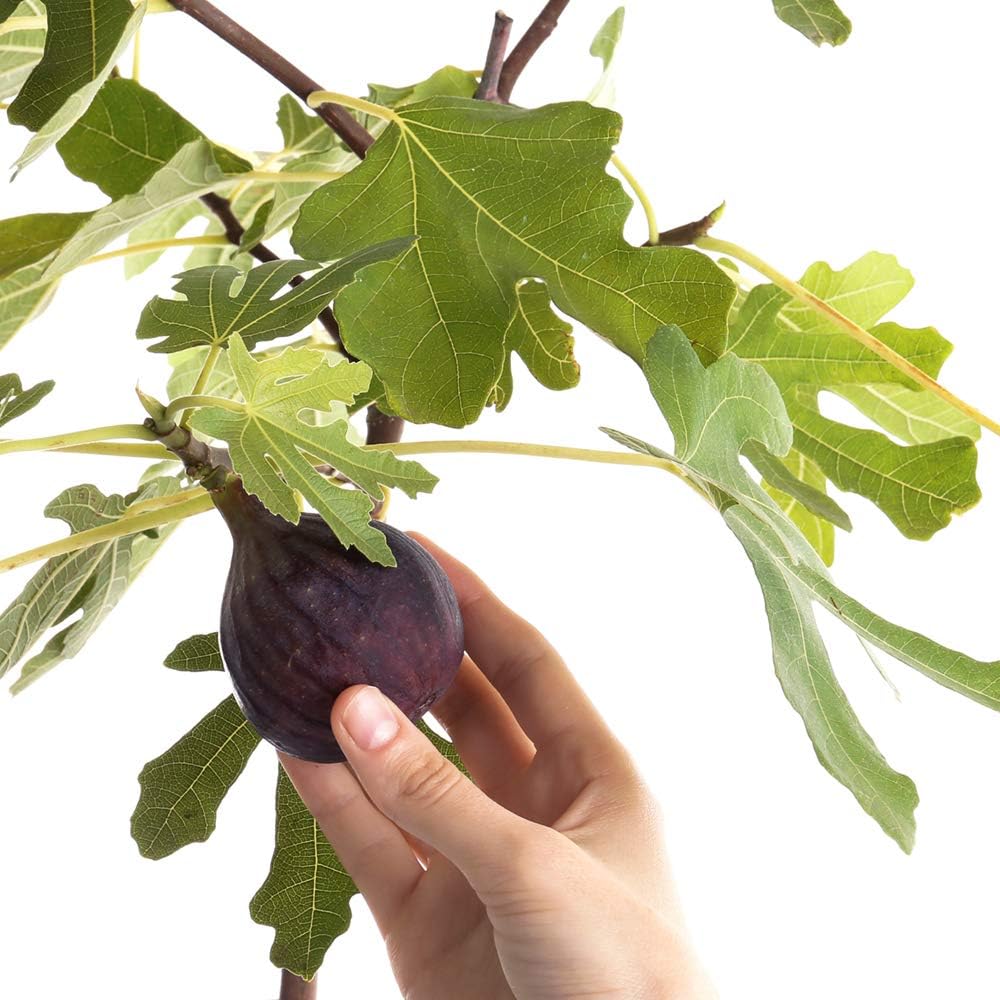 Perfect Plants Black Mission Fig Tree Live Plant, 3 Gallon, Includes Care Guide