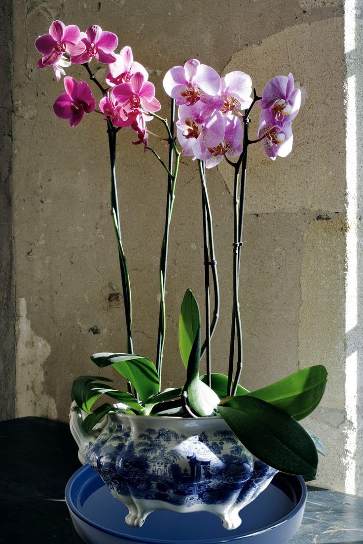 Ceramic Plant Saucer Plant Pot Tray 8 inch Blue, Planter Water Drip Trays for Plant Saucers Indoors, Thick Durable Sturdy Flower Pot Saucers for Glazing Pots Base, More Sizes 4-12 inch