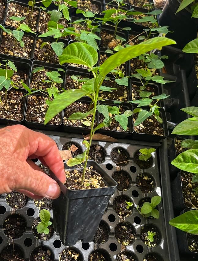 Lilikoi Yellow Passion Fruit Plant - Yellow Passion Fruit Vine - Live Plant