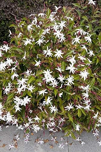 Star Jasmine - 40 Live Plants - Jasminum Nitidum - Fragrant Blooming Evergreen Vine