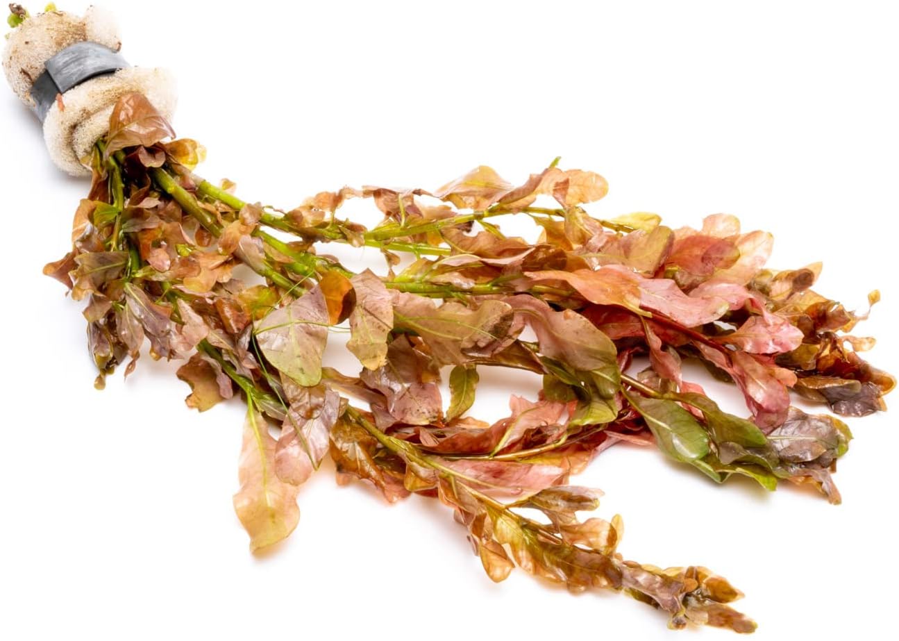 Live Aquarium Stem Plants - Freshwater Aquatic Plant for Fish Tanks, Aquascaping - (Moneywort Bacopa Monnieri, 1 Bunch)