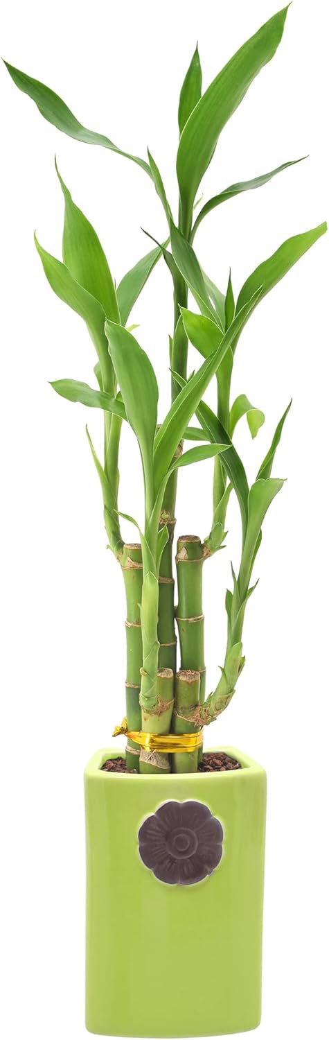 5-Stem Lucky Bamboo, Live Indoor Plant in Contour II Ceramic Planter for Home, Work, or Gift, Green ***Cannot Ship to Hawaii***
