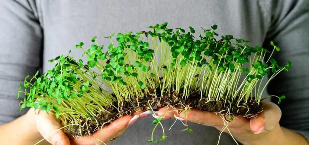 Organic Microgreens Potting Mix: Hand-Mixed with Care Using Top-Grade Canadian Peat Moss, Cococoir, Perlite, Warm Castings, and Lime - 1 Quart
