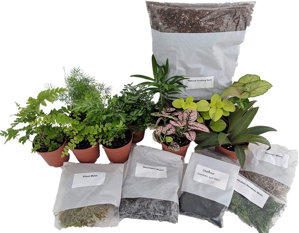 Hirt's Terrarium Kit with 5 Terrarium Plants and 5 Ferns