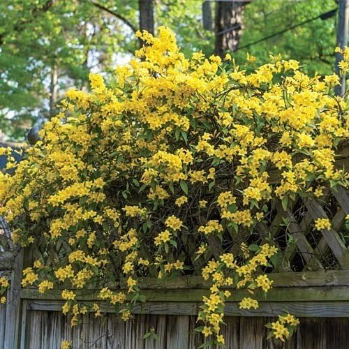Carolina Jasmine | 40 Live Plants | Gelsemium Sempervirens | Fragrant Yellow Blooms, Evergreen Vine, Low Maintenance, Fast Growing, Climbing, Attracts Pollinators, Garden Trellis