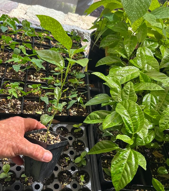 Lilikoi Yellow Passion Fruit Plant - Yellow Passion Fruit Vine - Live Plant
