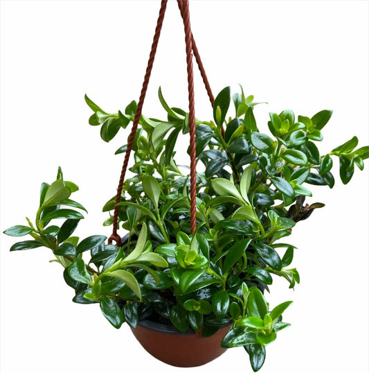 Goldfish Plant 6inch Hanging Pot -Profuse Bloomer Plant