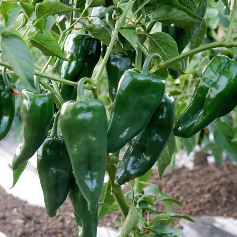 Green Jalapeno Pepper Plant Live in 2.5 Inch Pot for Planting Outdoor