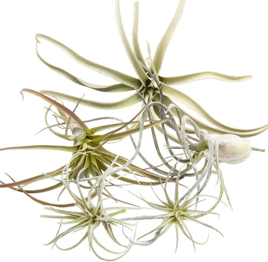 CHIVE Artificial Air Plants — Bulk Set of 5, Medium — Ultra Realistic Fake Tillandsia Bromeliad Plants — Decorative Faux Succulents for Home & Office Decor — No Care Needed!