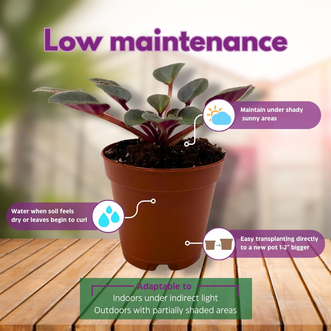 Mini African Violet Jolly Dear 2 inch Pink Flower