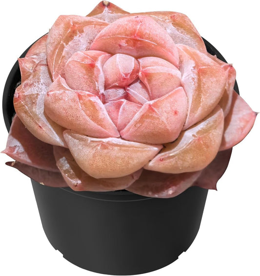 Sprout N Green Echeveria Pink Dimond Heart, 1 Live Succulent Plant Fully Rooted in 2" Pot, House Plant for Indoor Outdoor Home Office Wedding Decoration DIY Project Party Favor