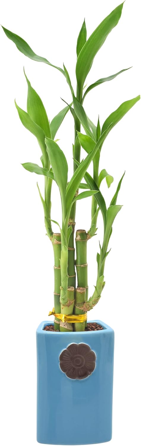 5-Stem Lucky Bamboo, Live Indoor Plant in Contour II Ceramic Planter for Home, Work, or Gift, Blue ***Cannot Ship to Hawaii***