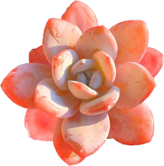 FWPP Live Succulents Plants Echeveria Laui 2.5 inches,Rare red Succulents Bare Root Without Pot Soil, Live Plants Indoor Office Decoration Wedding and Gift