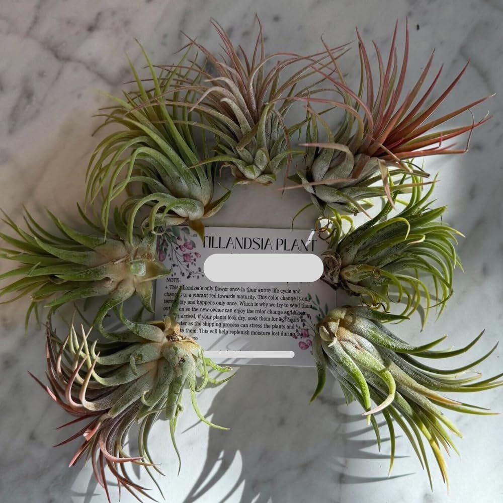 Air Plants, Tillandsia Air Plants Live Houseplants for Garden, 14 Red Lonantha Tillandsia Plant, Air Plant for Planting, 2 to 3 Inc Long
