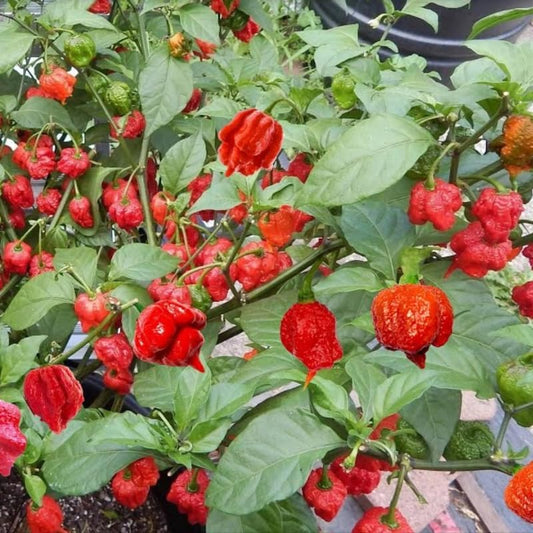 Pack 2 Red Carolina Reaper Pepper Live Plants, Carolina Reaper Plants Live, Carolina Reaper Pepper Plant, Carolina Reaper Seedlings for Growing, 80 Days Old Plants