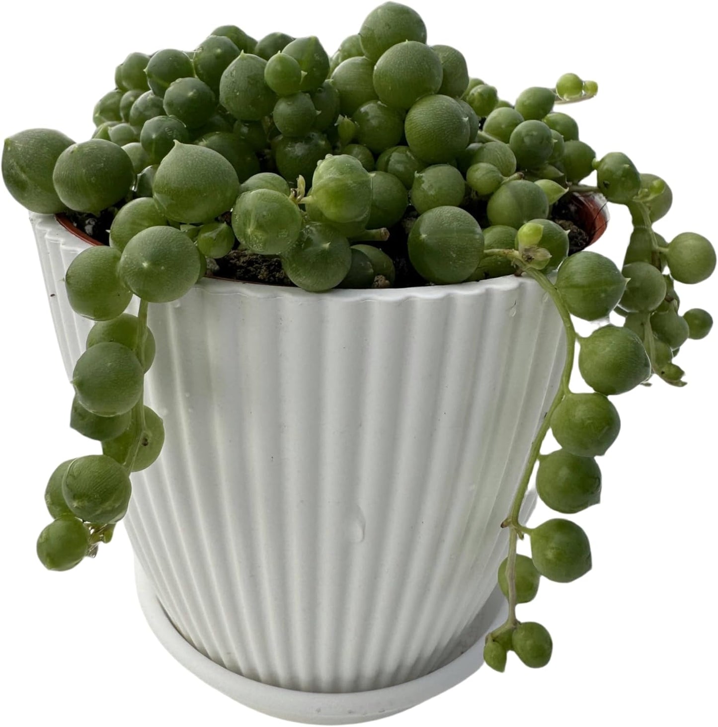 4" String of Pearls with White Stripe Pot, Live Trailing Succulent House Plant for Home Office Wedding Hanging Decoration, DIY Projects, Party Favor