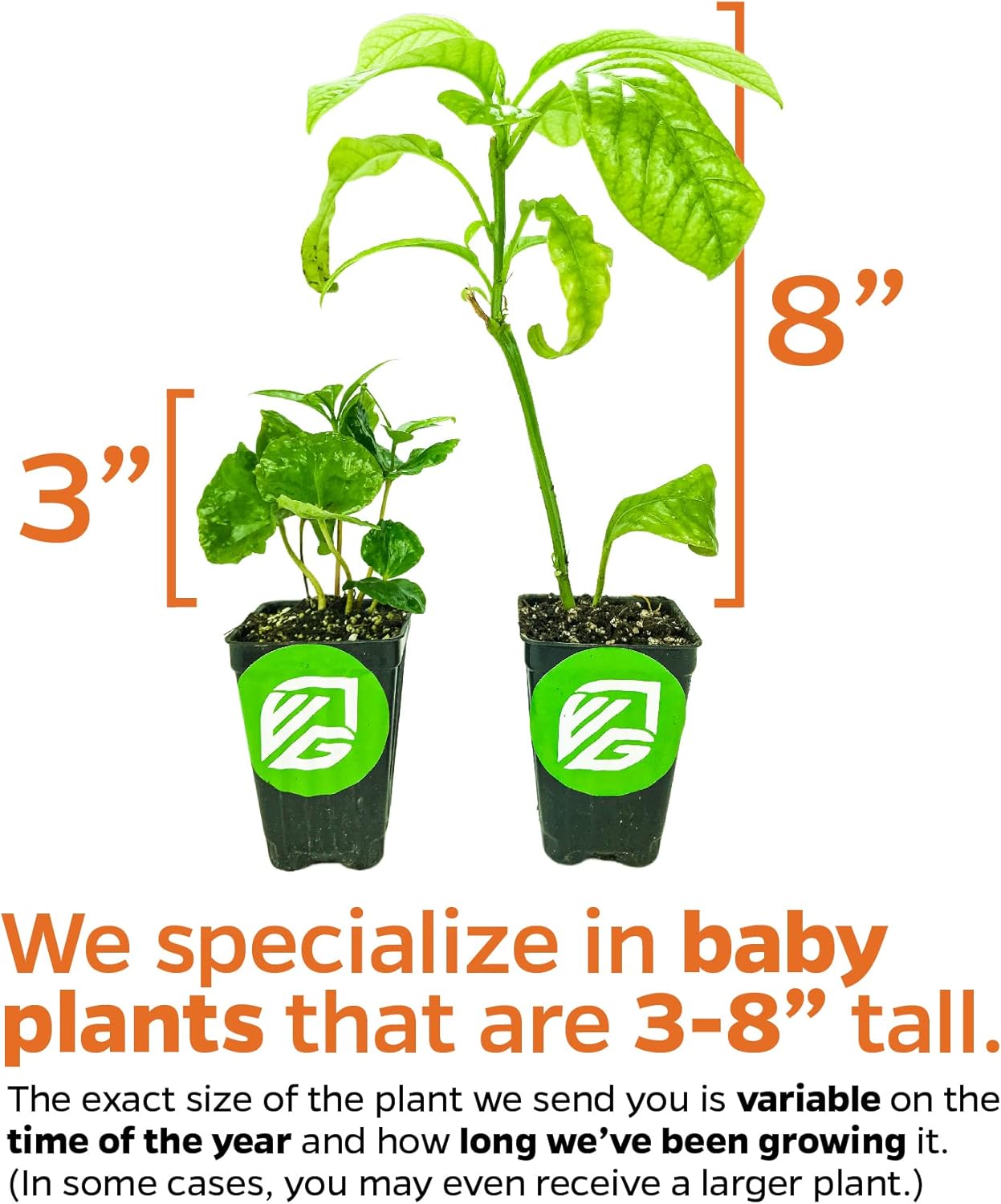 Sherbet Berry Live Plant (Phalsa/Falsa) - Grewia asiatica - Wellspring Gardens Starter Plant - Live Plant Rare Fruit-Bearing Tree - Easy to Grow Tropical Plants for Garden, Yard, Patio & Landscaping